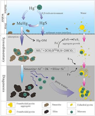 A review of possible mechanisms for mercury migration in diagenesis: Clay to pyrite